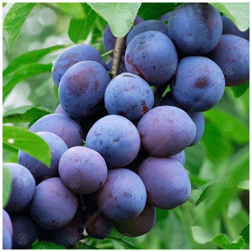 PRESIDENT PLUM