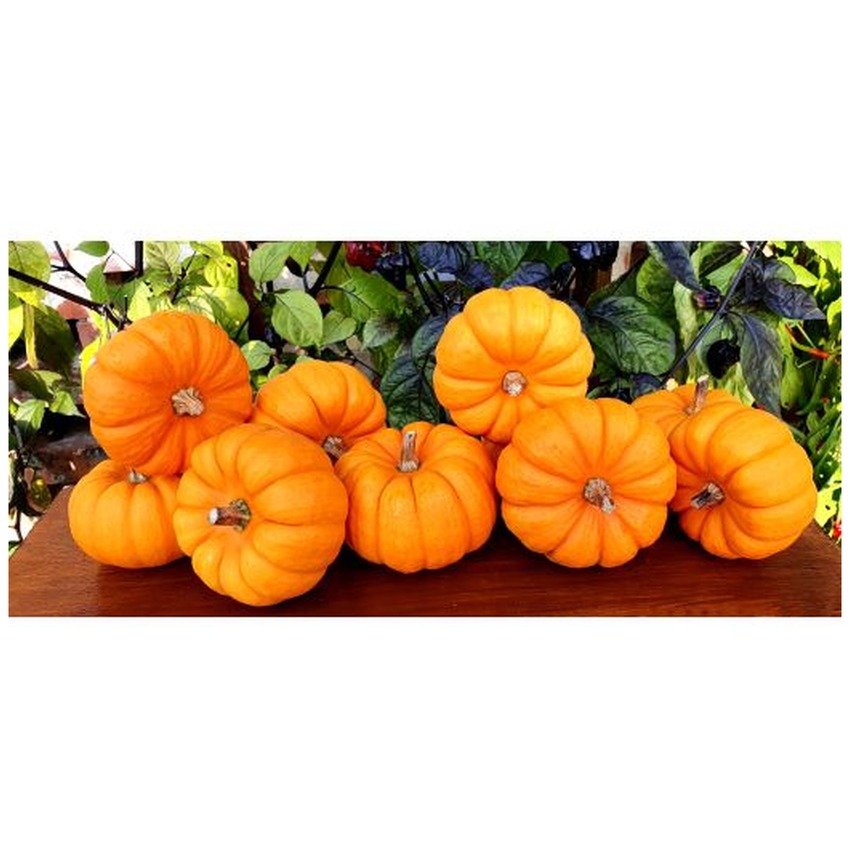 PUMKIN MUNCHKINS
