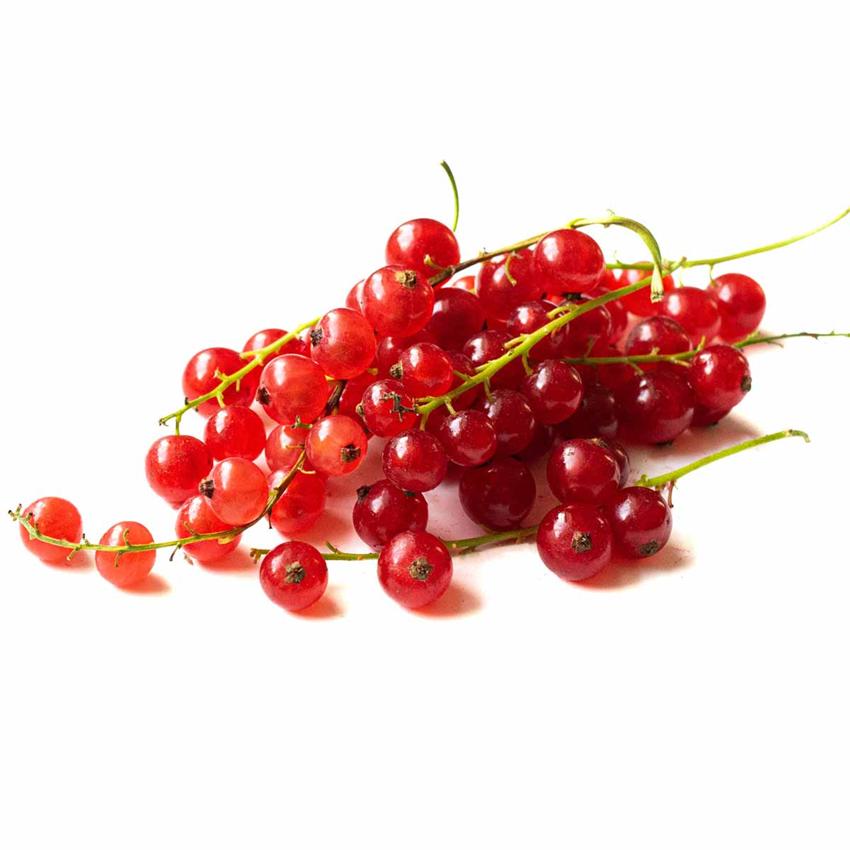 RED CURRANTS