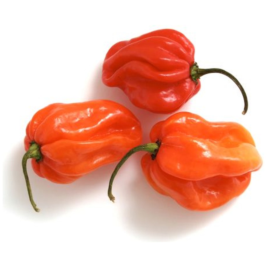 RED HOT PEPPER SCOTCH BONNET