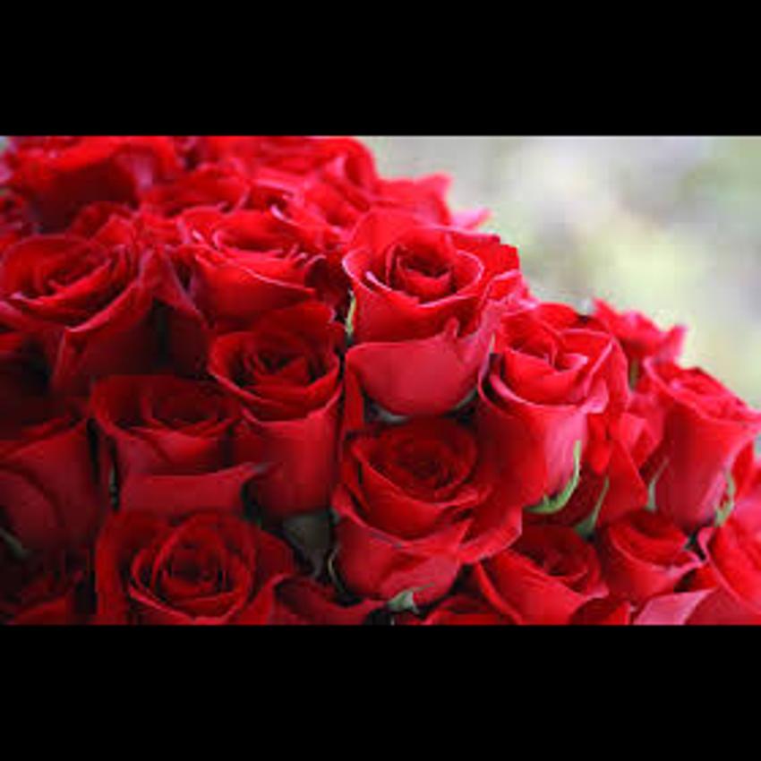 ROSE (GUL)