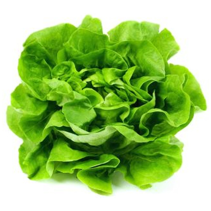 ROUND LETTUCE
