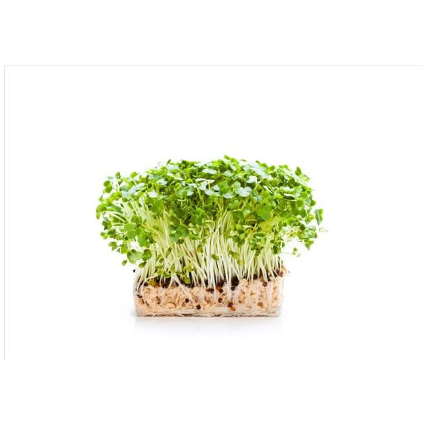 SALAD CRESS