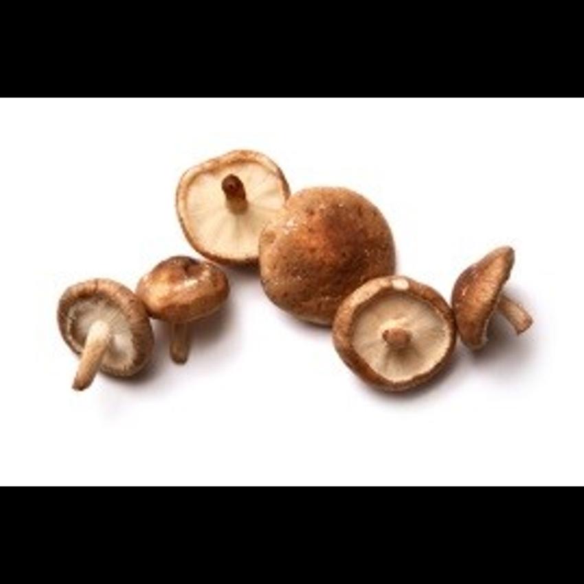 SHIITAKE MUSHROOM