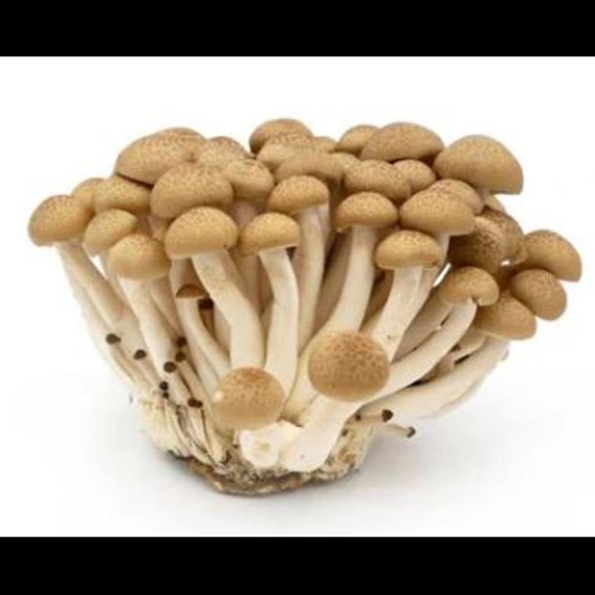 SHIMEJI MUSHROOM -BROWN 150GR