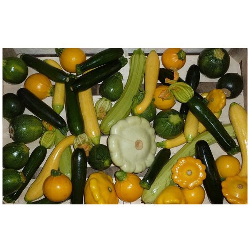 SQUAH MIXED