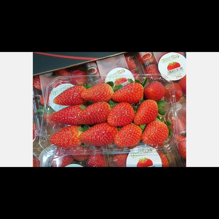 STRAWBERRY 16X250GR