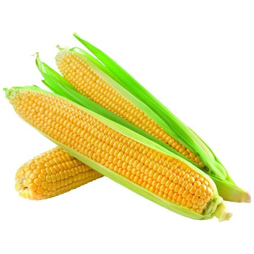FRESH SWEET CORN