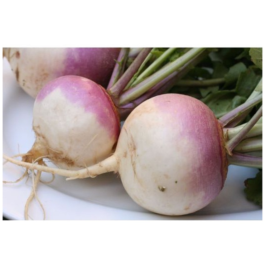 TURNIP