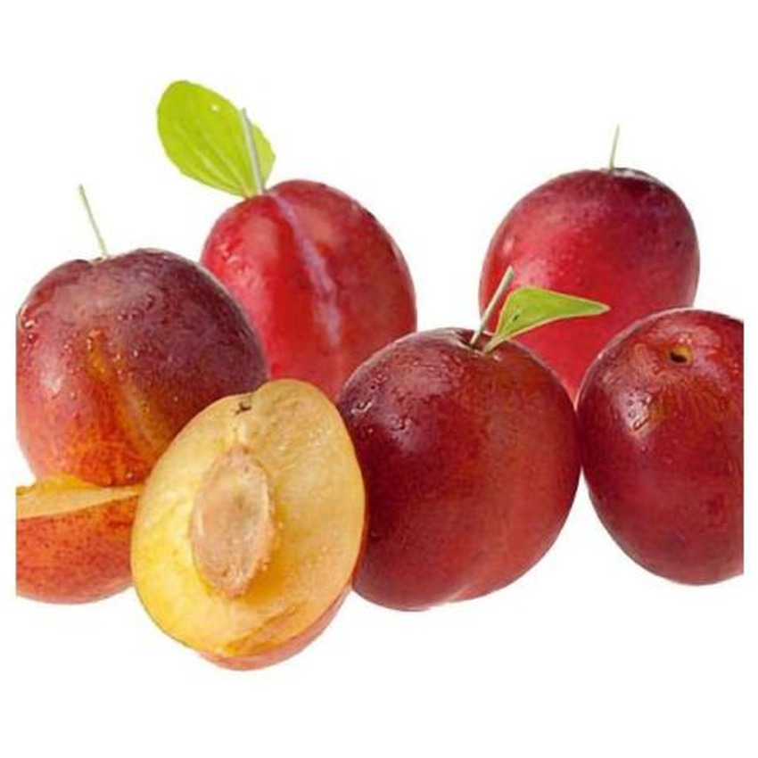 VICTORIA PLUM