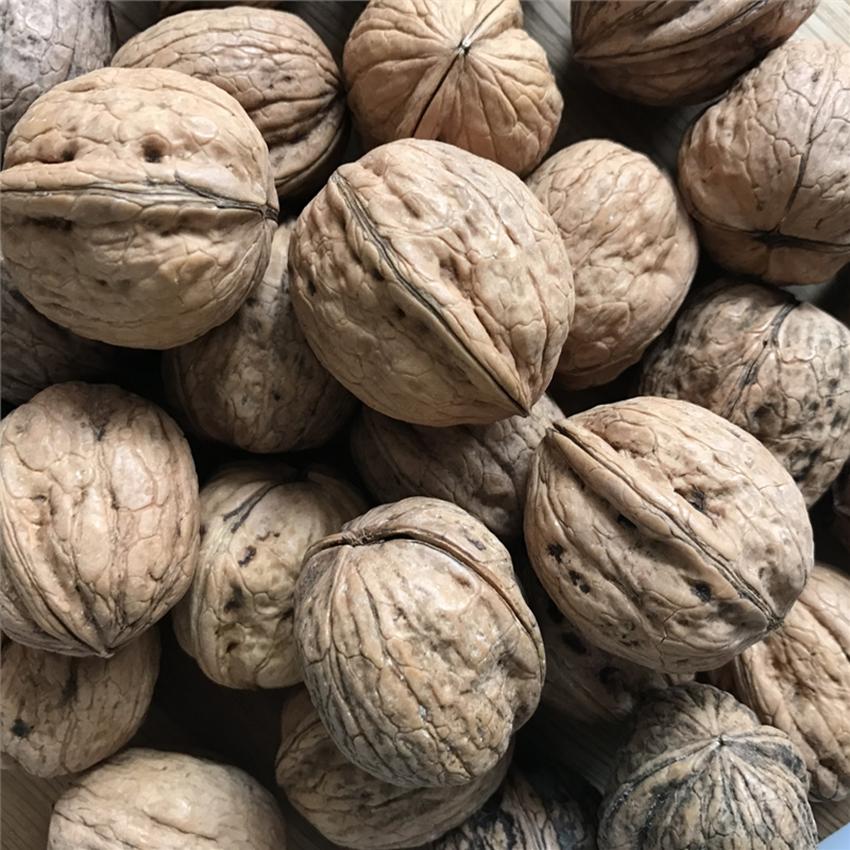 WALNUT - FRESH