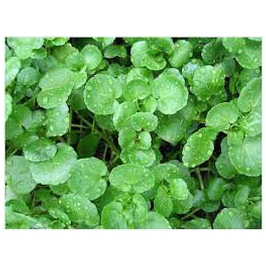 WATERCRESS