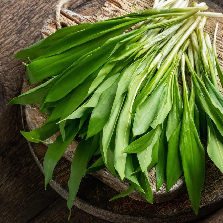 WILD GARLIC